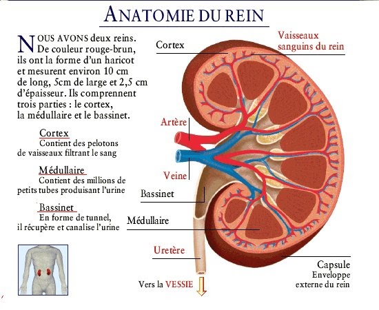 TPE : La Transplantation rénale: I. Organisation du rein et son fonctionnement